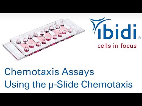 Chemotaxis Assays Using the ibidi µ-Slide Chemotaxis