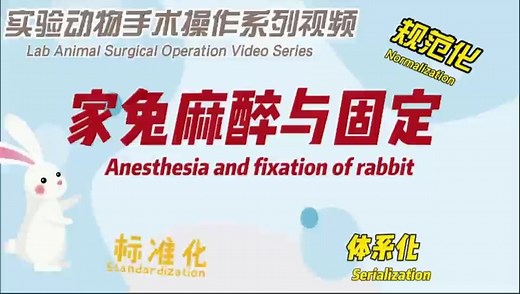 实验动物手术操作系列视频1：家兔麻醉与固定（中英双语版）