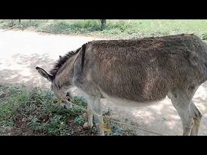 donkey meeting video ll amazing donkey meet working ll