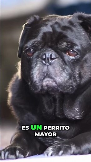 👁️🐶 Cloudy Eyes in Your Dog? Discover the Cause and Solution! 👁️🐶