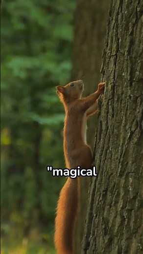 squirrel tail flicking1/3 #shots #wildlife #animals