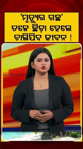 'ମୃତ୍ୟୁର ଗଛ' ତଳେ ଛିଡ଼ା ହେଲେ,ଛୁଇଁଲେ ଚାଲିଯିବ ଜୀବନ ! | Manchineel Tree | Deadliest Tree | Argus News