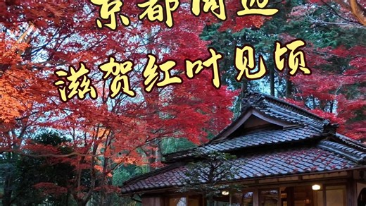 京都周边红叶见顷，日本生活vlog