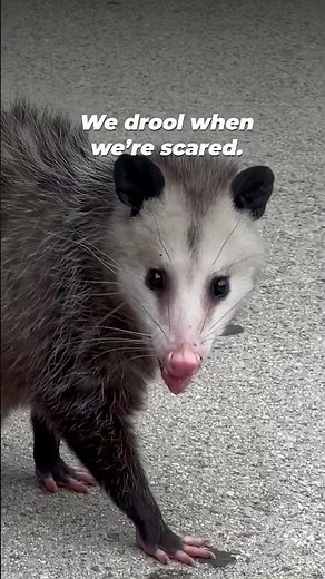 Opossums are Awesome
