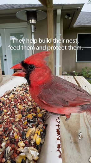 Male Cardinals: Devoted Fathers and Partners in the Wild