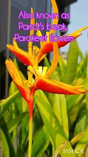 🌻How to Care Heliconia:🥀 Complete Guide for Beginners #shorts #tips #heliconia #youtubeshorts