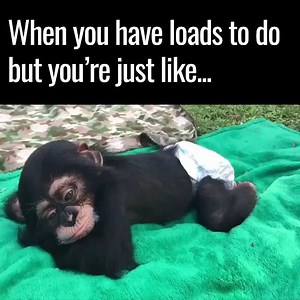 6.7M views · 126K reactions | Apparently it's only Tuesday..  Zoological Wildlife Foundation | UNILAD | Facebook