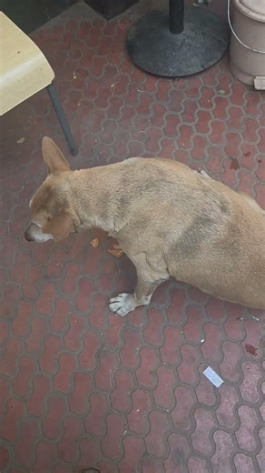 Be kind #dog #dogs #dogshorts #doglife #straykids #puppy #stray #indie #dogvideos #pet #petlover