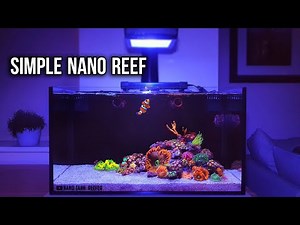 Nano Reef Tank Update Month Six (No Skimmer) - 20 Gallon Reef Tank