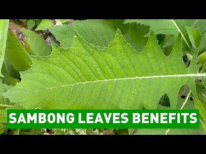 Discovering the Health Benefits of Sambong Leaves: A Natural Remedy for Better Health!