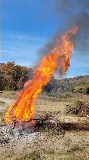 Cedar tree explodes on fire.