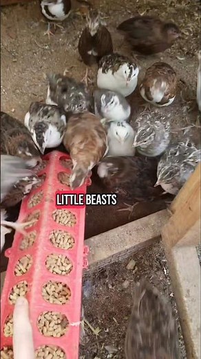 Quail Are Disastrous Beasts #short #quail #homestead #coturnixquail