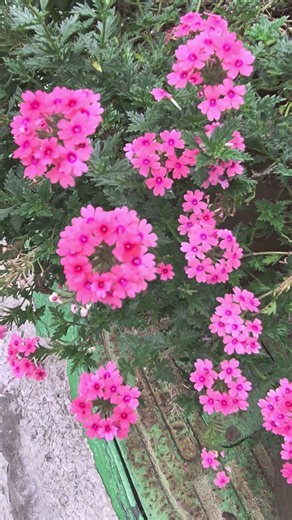 파라솔 버베나(분홍색)