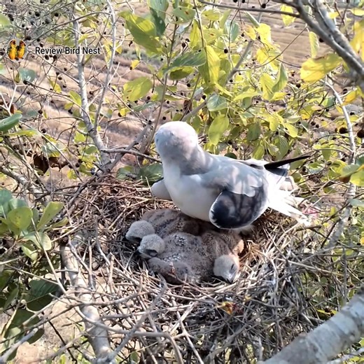 27K views · 704 reactions | A Mother's Watch: Raptor Protecting Her Chicks | Review Bird Nest | Facebook