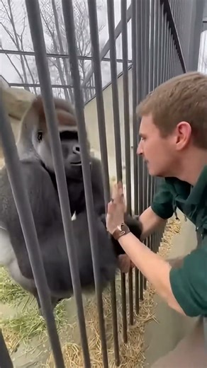 Silverback Gorilla Attacks Visitor! Shocking Zoo Encounter 🦍🦍#viral