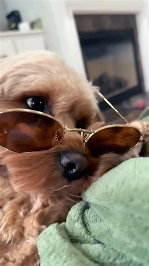 Quack #dogshorts #cockerpoo #cockapoos