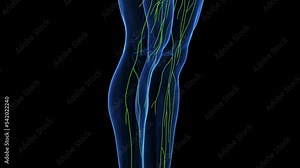 3d rendered medical animation of the human lymphatic system