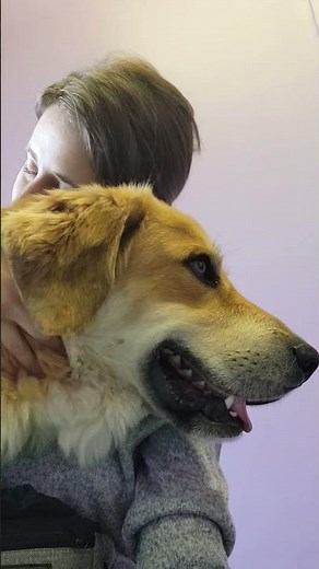 Adopt Aslan | The Hotel for Homeless Dogs | Cumberland, RI