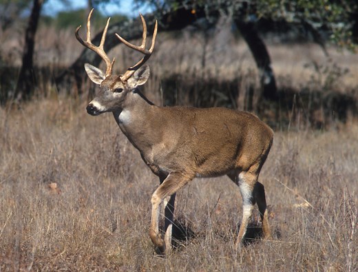 El venado cola blanca en México: características y hábitat - México Desconocido