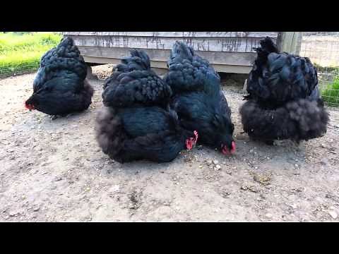 Black orpingtons