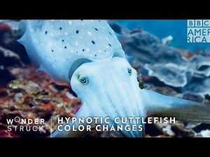 Hypnotic Cuttlefish Color Changes 🦑 Wonderstruck | BBC America