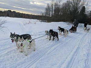 Sled Dogs Trek Through Snow To Deliver Groceries & Medication To Elderly