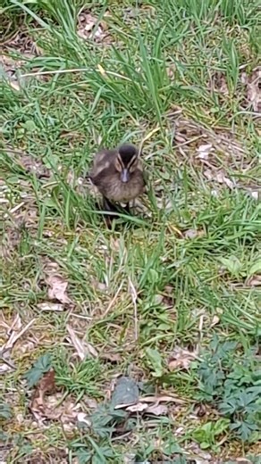 Duck and ducklings in Weeley Hall Wood, Essex.