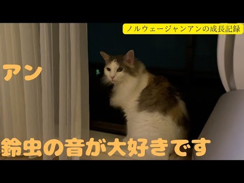 猫のアンは鈴虫の音に秋の風情を感じるよ！の巻【ノルウェージャン アンの成長記録】