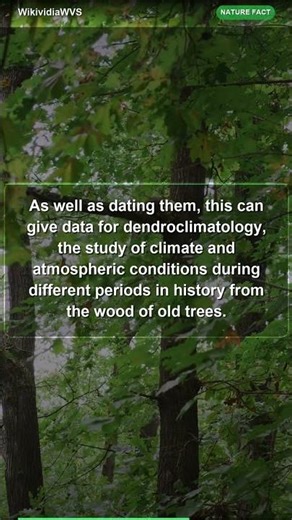 Tree Rings Reveal Ancient History