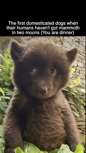 Uh oh this dogs about to become archaeology #history #archaeology #science #ancienthistory #dog