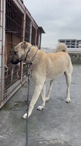 TETİK İSMİNİN HAKKINI VERMEYE ÇALIŞIYOR AMA BİRAZ ZOR GİBİ 😆 AŞAĞIDAN TAKİP EDEBİLİRSİNİZ ⬇️⬇️⬇️⬇️⬇️⬇️⬇️⬇️⬇️⬇️⬇️ @miracgunerakbas @miracgunerakbas @miracgunerakbas 💎🧿💯🔥🐺⭐️ #akbaş #akbash #akbaşçobanköpeği #akbashdog #akbashshepherdog #akbashpuppies #akbashdogsofinstagram #akbaşkinolojiderneği #akbaşçoban #kif #köpekırklarıfederasyonu #dog #dogs #doglovers #dogdaily #dogsphotography #dogsofinstagram #workingdogsofinstagram | Miraç Güner