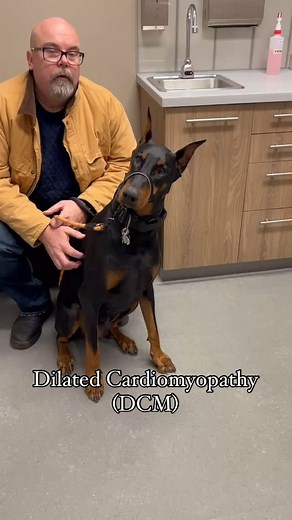 75K views · 2.9K reactions | DCM is a silent killer in Dobermans—early screening saves lives變 | Arlo Dobermann | Facebook
