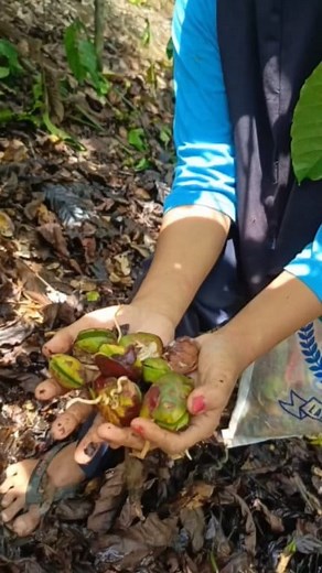 Part 2. Cari udang malah dapetnya jengkol. Jengkolnya melimpah ruah, nyaris setiap daun kering kita buka ada jengkolnya #jengkol #mulungjengkol #beweh #sepijengkol #jengkolbertunas #kecambahjengkol #jengkolijo #nostalgia #jadul #ngebolang #carisayuran #segar #asri #adem #alam #alami #nature #jungle #forest #green #wildlife #village #desaku #kampunghalaman #vlogdesa #hidupdidesa #panen #sayuran #minivlog #dailyvlog | Susi Lawati