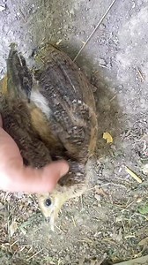 29K views · 125 reactions | What's your diagnosis? Keep following Veterinary doctor | Veterinary doctor | Facebook