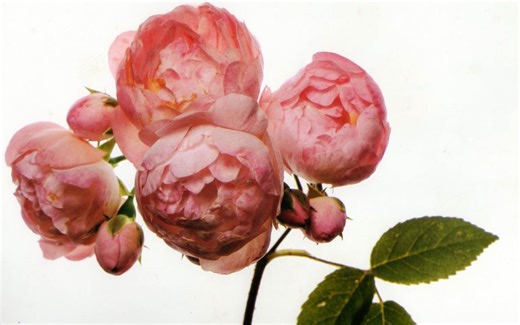 北京林业大学公开课：中国名花【九集全】