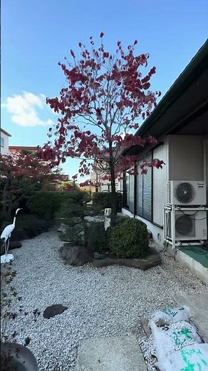 ハナミズキ の剪定です。