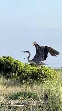 Slow Motion Takeoff! Great Blue Heron Takes Flight over the Island! RV Travelers!