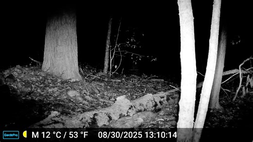 Weasel 8-30-25