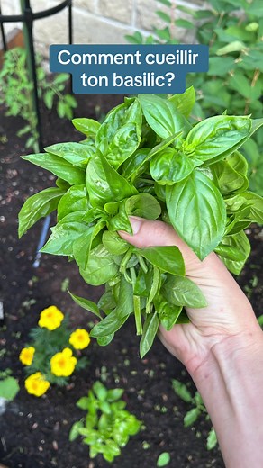Comment récolter le basilic efficacement