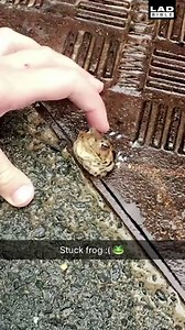 These lads found a toad stuck in a grid and didn't leave until it was saved 🙌🐸 | LADbible