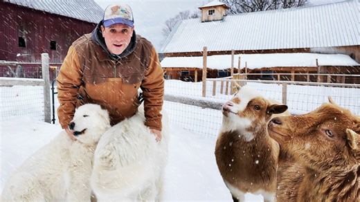 Can my guard dog really herd the goats?