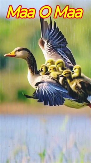 Heartbreaking Moment. 🦆😭. Ducklings Crying For Their Mother.