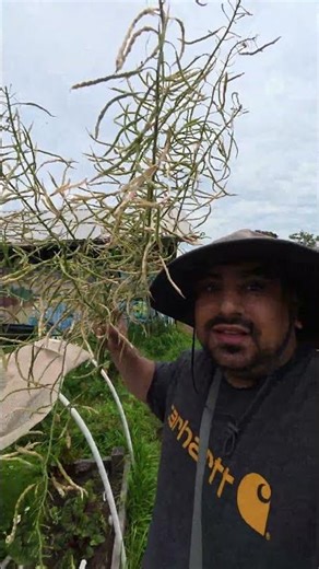 Prune Broccoli 🥦 Plant