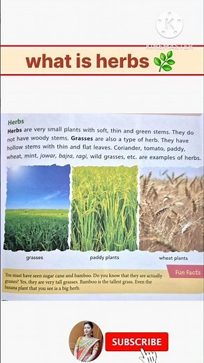 Herbs plants । Herbs। Herbs name। Herbs name in English #EVS #herbs