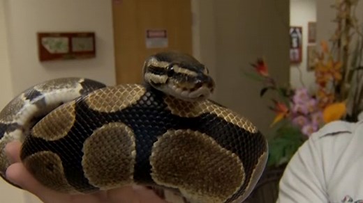 Florida scientists to study if it's safe to eat pythons