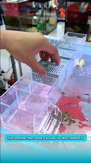 Install an overflow filter for your aquarium quickly and easily