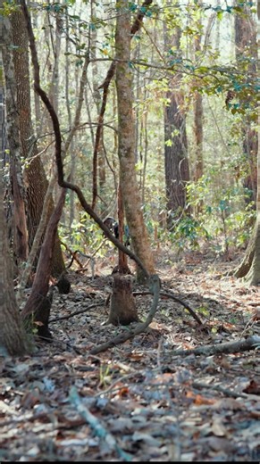 Mastering Trumpet Calls: A 4-Part Series