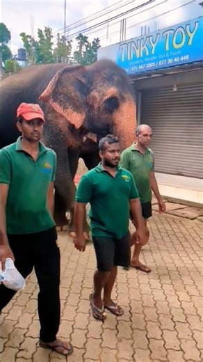 So Beautiful 😍 Gentle Giants of Pinnawala | පින්නවල අලි මිතුරෝ