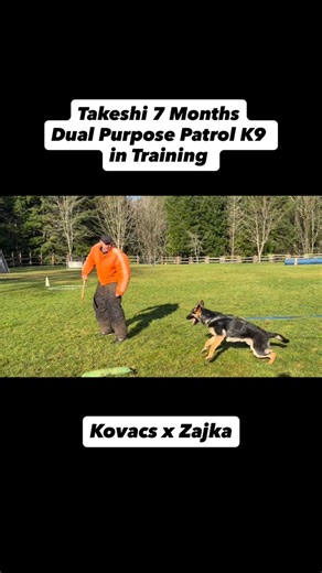 Yggdrasil’s Vidar Von Nine Realms “Takeshi” 7months-first time on the suit-thank you for the excellent decoy work Matt! Dual Purpose Patrol Dog Prospect in Training #ninerealmsk9 #spokanedogtrainer #spokanedogtraining #pnwdogtrainer #washingtonpolicedogtrainer #workingdogtrainer #policedogtrainer #trackingdog #detectiondog #protectiondog #policedogtraining #patroldog #narcoticsdetectiondog #explosivesdetectiondog #germanshepherd #workinglinegermanshepherd #bicolorgermanshepherd #blackandtangerma