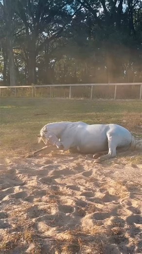 ✨🐴 50 Things To Do With Your Horse (Besides Riding) ✨ Sometimes the best training days don’t involve a saddle just presence, curiosity, and connection. If you’re feeling stuck or burnt out, take this as your permission to slow down and simply enjoy your horse. Every moment builds trust. They don’t need perfection, just you. 💛 Tell me which one you’re trying first! Tag @the.addequestrian so I can cheer you on. 🌿 Grounding Mindfulness • Hand‑graze • Mindful grooming • Braid mane/tail • Gratitud